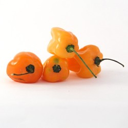 Chile habanero