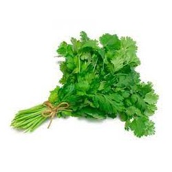 Cilantro